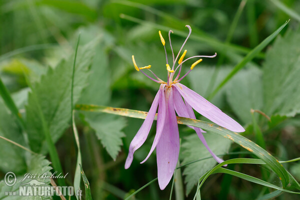 Autumn Crocus (Colchicum autumnale)