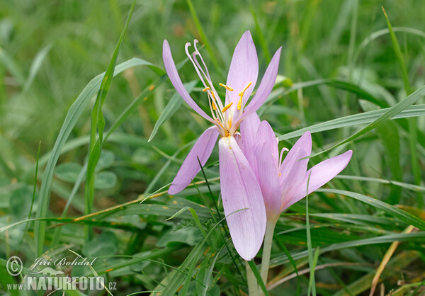 Autumn Crocus (Colchicum autumnale)