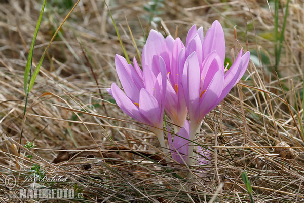 Autumn Crocus (Colchicum autumnale)