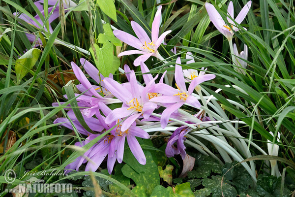 Autumn Crocus (Colchicum autumnale)