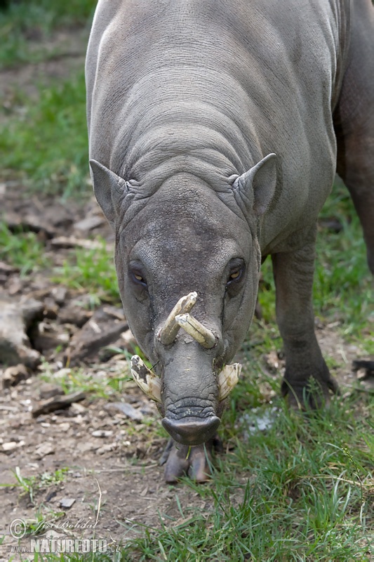 Babirusa