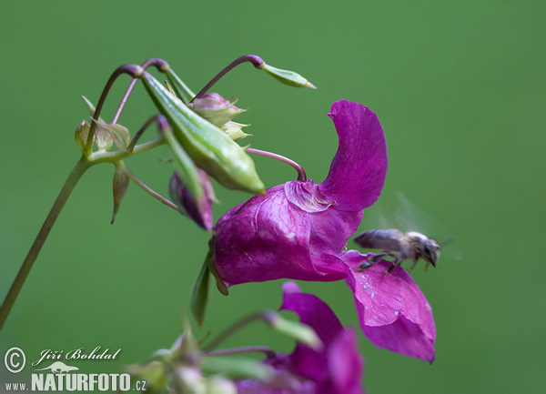 Balsamina ghiandolosa