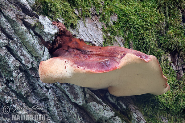 Beefsteak Fungus Mushroom (Fistulina hepatica)