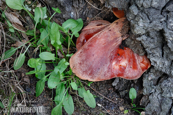 Beefsteak Fungus Mushroom (Fistulina hepatica)