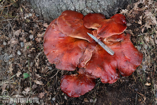 Beefsteak Fungus Mushroom (Fistulina hepatica)