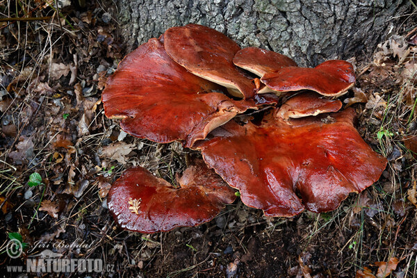 Beefsteak Fungus Mushroom (Fistulina hepatica)