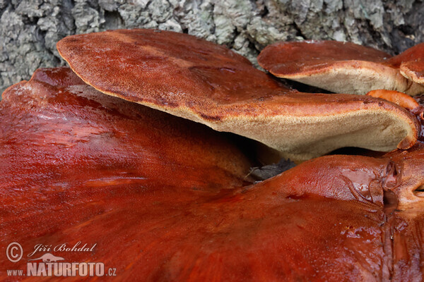 Beefsteak Fungus Mushroom (Fistulina hepatica)