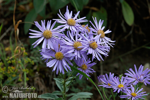 Berg-Aster