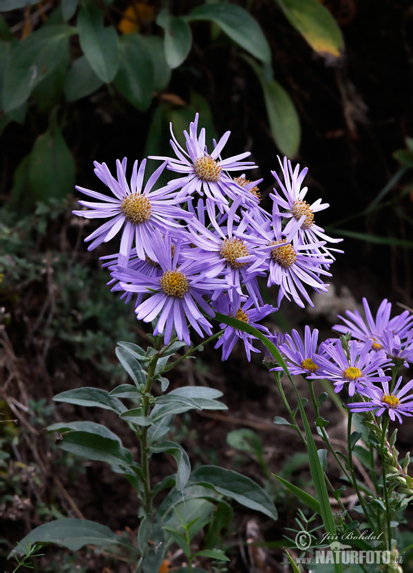 Berg-Aster