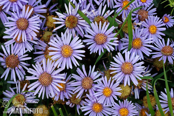 Berg-Aster