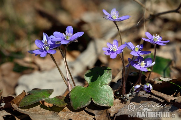 Blå anemone - Leverurt