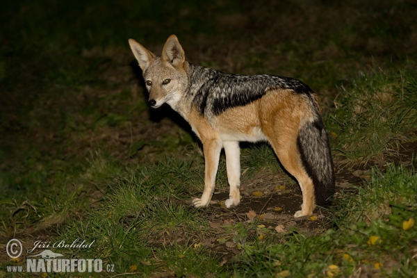 Black-backed Jackal (Canis mesomelas)