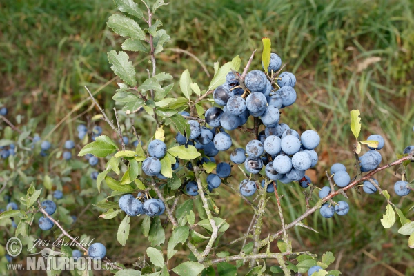 Blackthorn (Prunus spinosa)