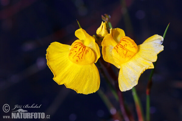 Bladderwort (Utricularia australis)