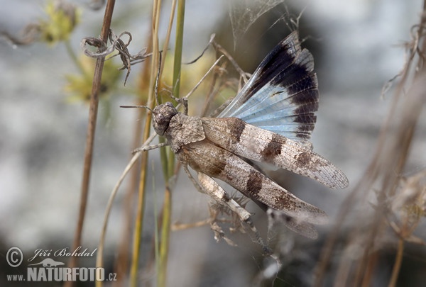 Blauflügelige Ödlandschrecke