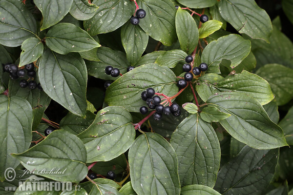 Bloody Dogwood (Cornus sanguinea)