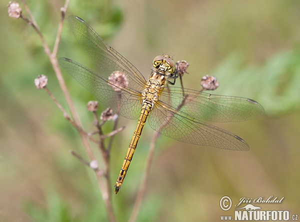 Blutrote Heidelibelle