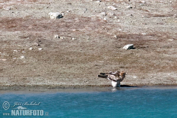 Booted Eagle (Hieraaetus pennatus)