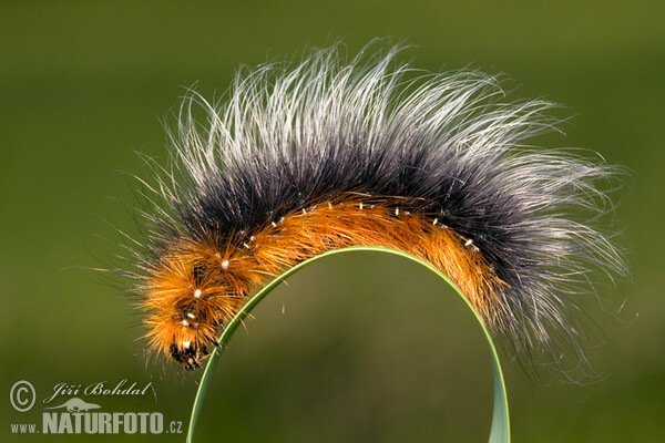 Brauner Bär Schmetterling