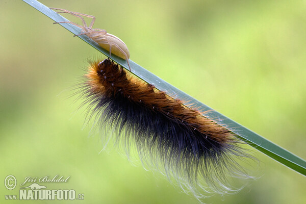 Brauner Bär Schmetterling