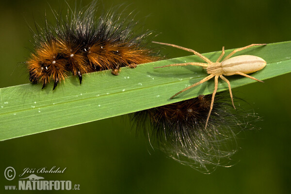 Brauner Bär Schmetterling