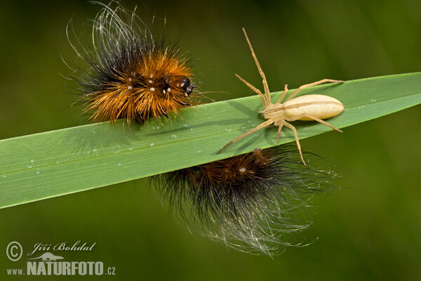 Brauner Bär Schmetterling