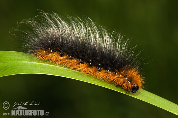 Brauner Bär Schmetterling