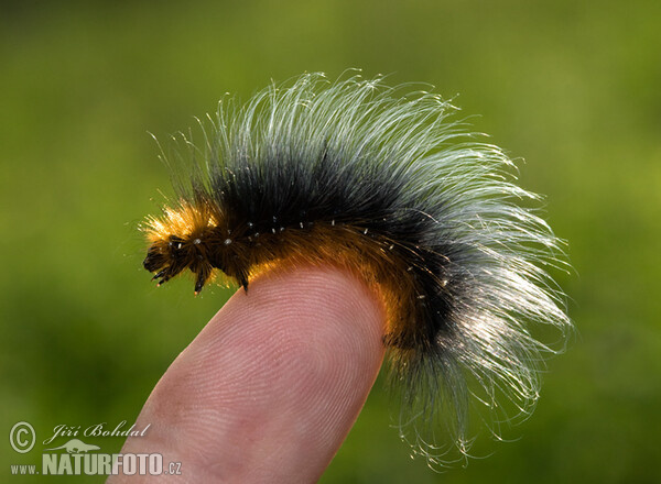 Brauner Bär Schmetterling