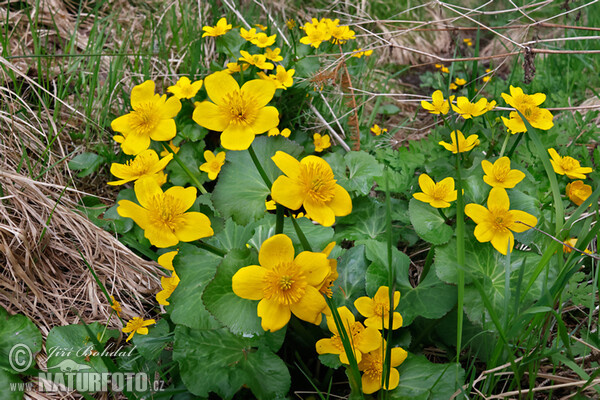 Caltha palustris