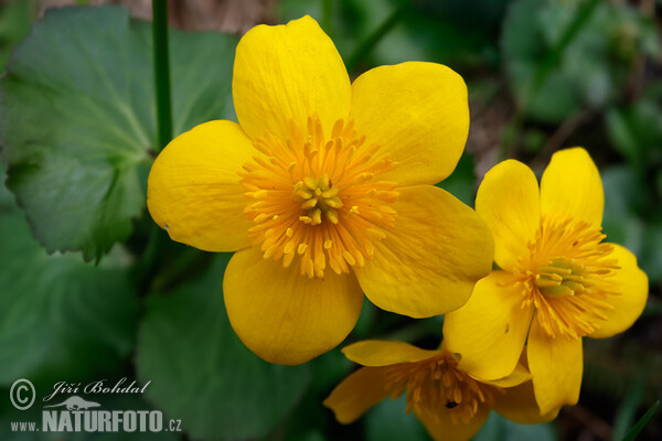 Caltha palustris