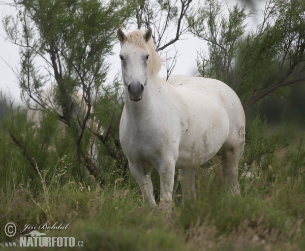 Camargue-Pferd