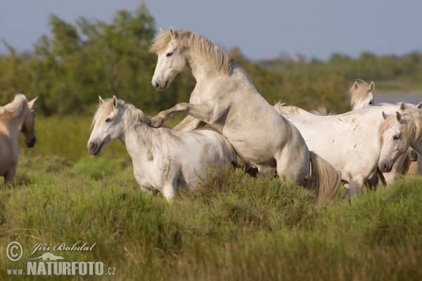 Camargue-Pferd