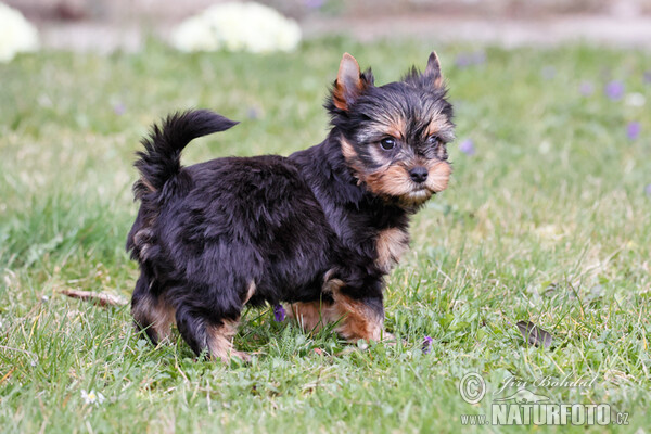 Canis lupus familiaris