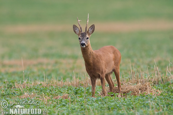 Capreolus capreolus