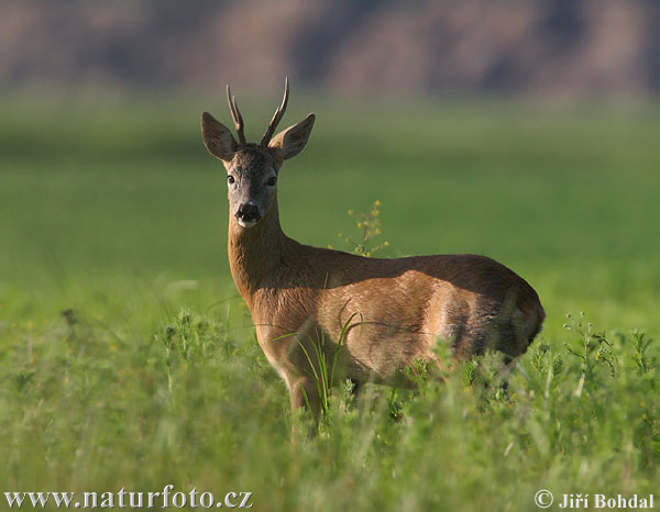 Capreolus capreolus