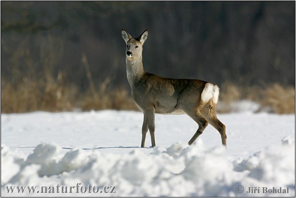 Capreolus capreolus