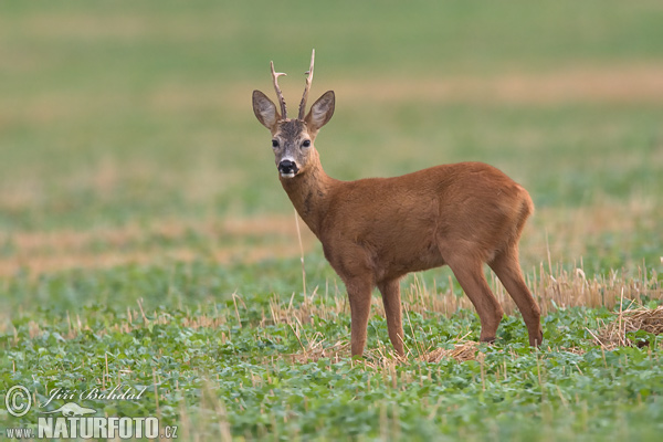 Capriolo