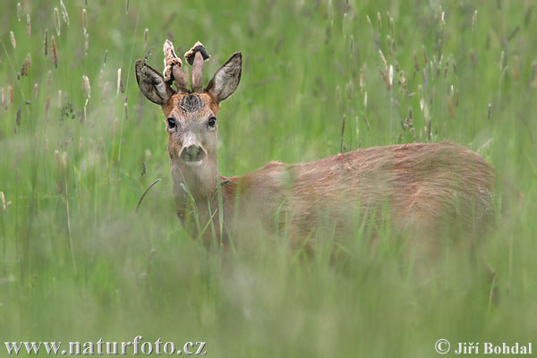 Capriolo