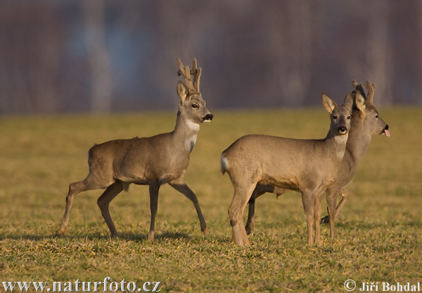 Capriolo