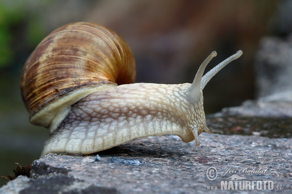 caracol romano