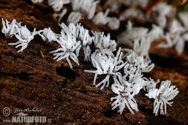 Ceratiomyxa fruticulosa