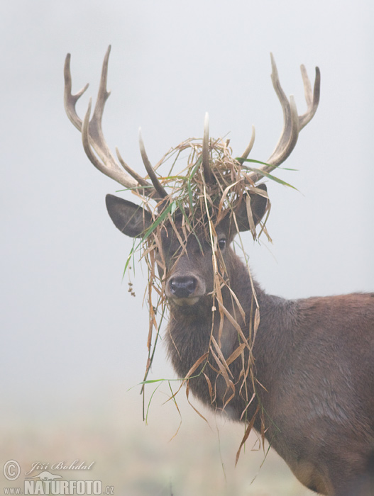 Cerf élaphe