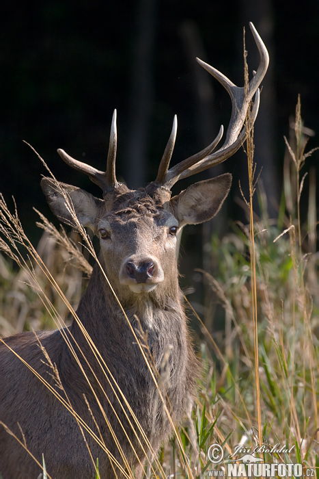 Cerf élaphe