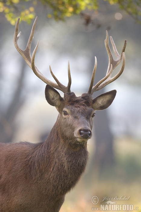 Cerf élaphe