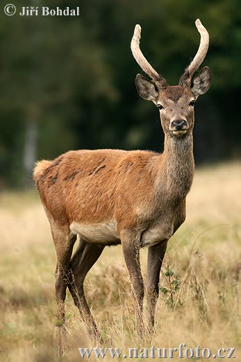 Cerf élaphe