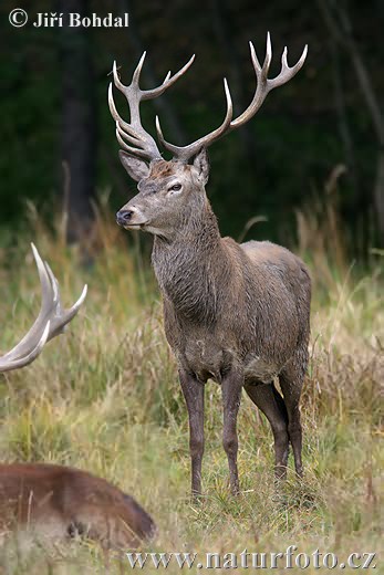 Cerf élaphe