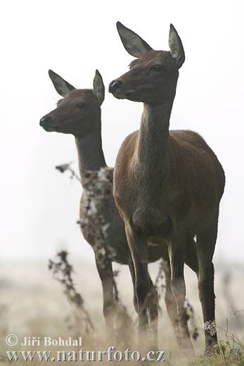 Cerf élaphe