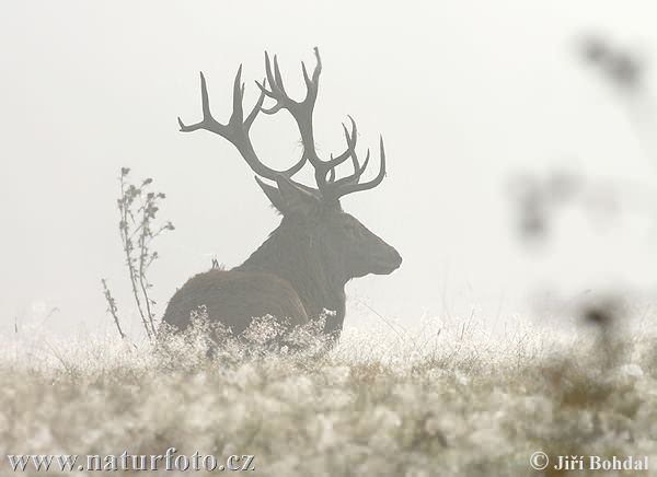 Cerf élaphe