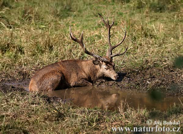 Cerf élaphe