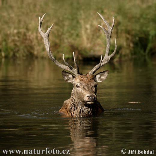 Cerf élaphe